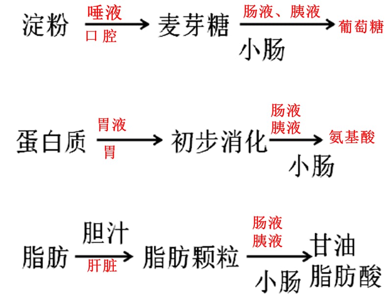 内蒙古鄂尔多斯市达拉特旗七年级生物下册 4.2.2消化和吸收课件 新人教版.ppt_第2页