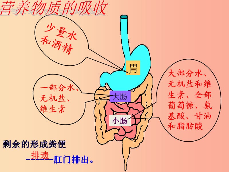 内蒙古鄂尔多斯市达拉特旗七年级生物下册 4.2.2消化和吸收课件 新人教版.ppt_第3页