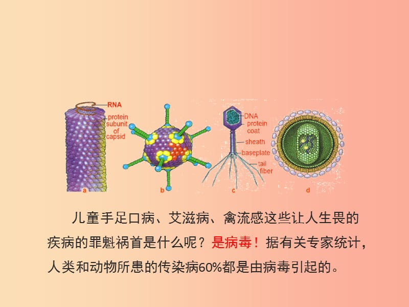 七年级生物上册 2.3.1《病毒》课件1 （新版）济南版.ppt_第2页