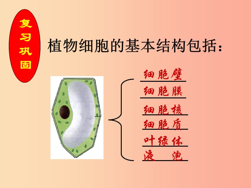 安徽省七年级生物上册 2.1.3 动物细胞课件4 新人教版.ppt_第2页