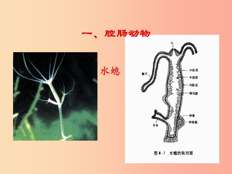 七年级生物上册2.2.1无脊椎动物的主要类群第一课时课件新版济南版.ppt_第2页