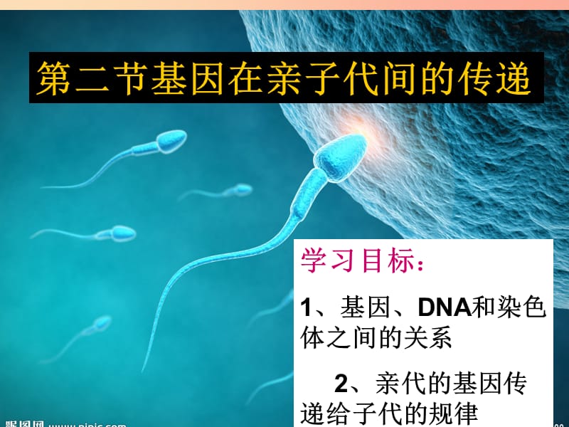 吉林省通化市八年级生物下册7.2.2基因在亲子代间的传递课件 新人教版.ppt_第3页