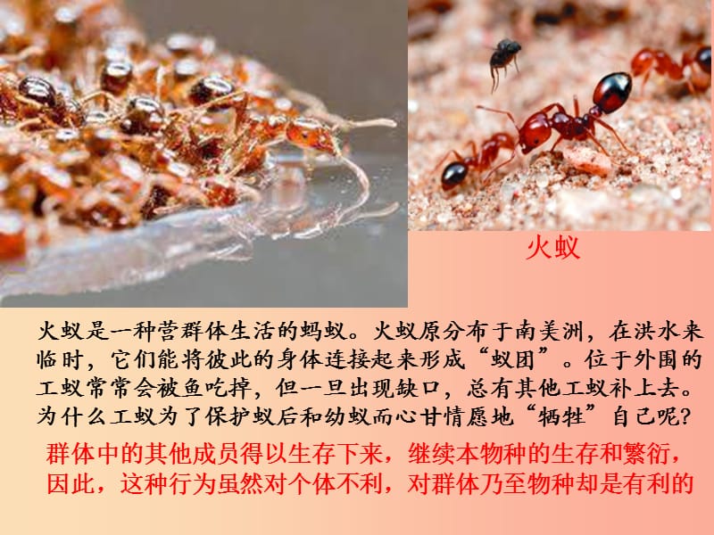 吉林省长春市八年级生物上册 第五单元 第二章 第三节 社会行为课件 新人教版.ppt_第3页