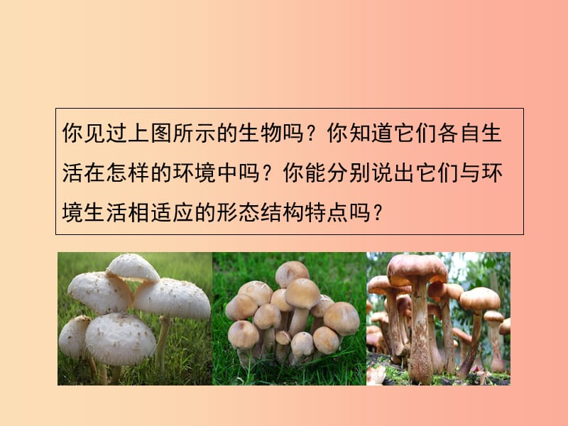 七年级生物上册2.3.3真菌课件新版济南版.ppt_第2页