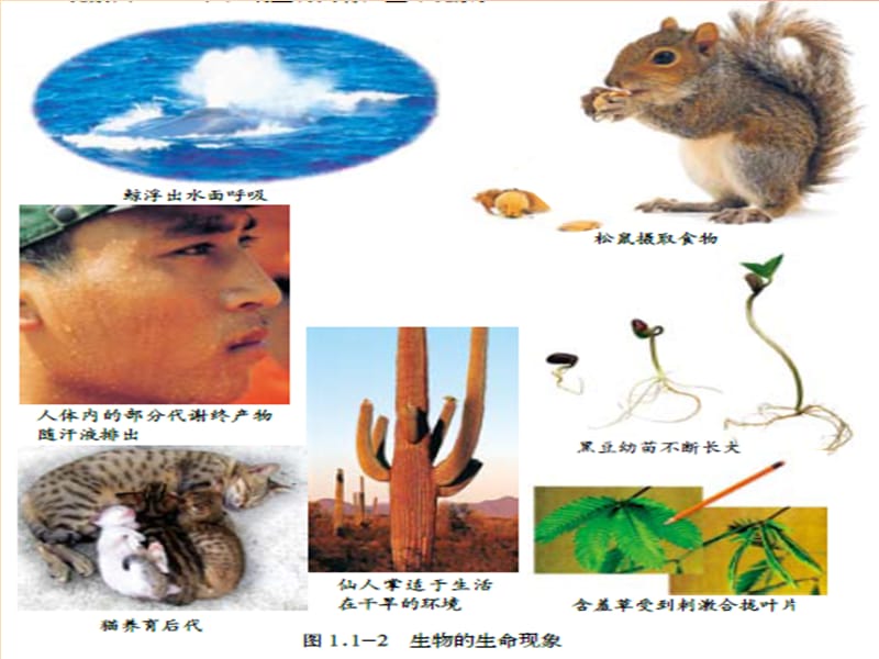 山东省七年级生物上册 第一单元奇妙的生命现象生物的基本特征课件（新版）济南版.ppt_第2页