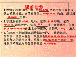 江蘇省七年級生物下冊11.1地面上的植物被子植物與裸子植物課件新版蘇科版.ppt