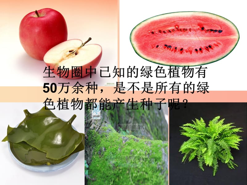 吉林省长春市七年级生物上册 第三单元 第一章 第一节 藻类、苔藓和蕨类植物课件4 新人教版.ppt_第2页