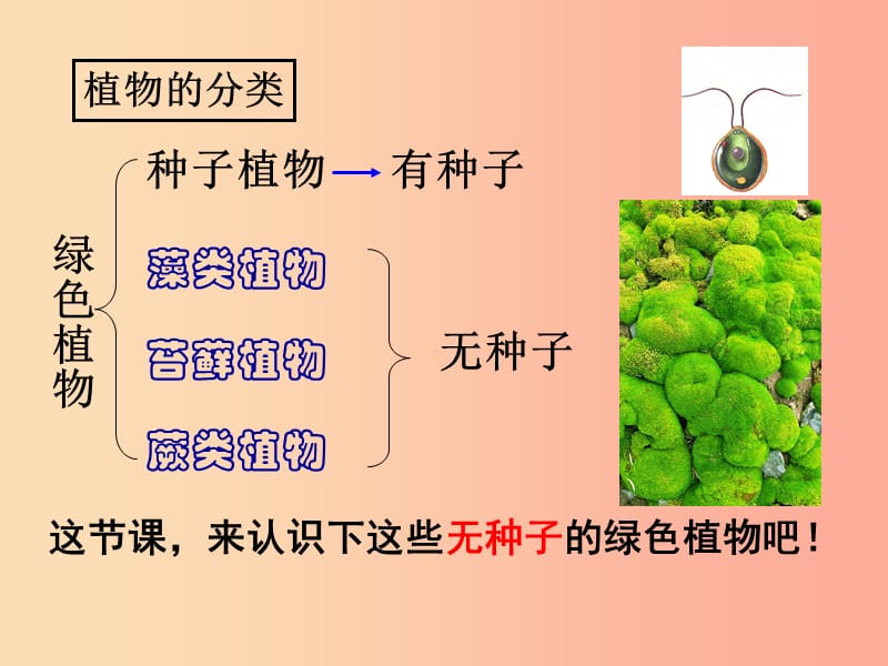 吉林省长春市七年级生物上册 第三单元 第一章 第一节 藻类、苔藓和蕨类植物课件4 新人教版.ppt_第3页