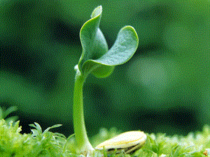 吉林省长春市七年级生物上册 第三单元 第一章 第一节 藻类、苔藓和蕨类植物课件4 新人教版.ppt
