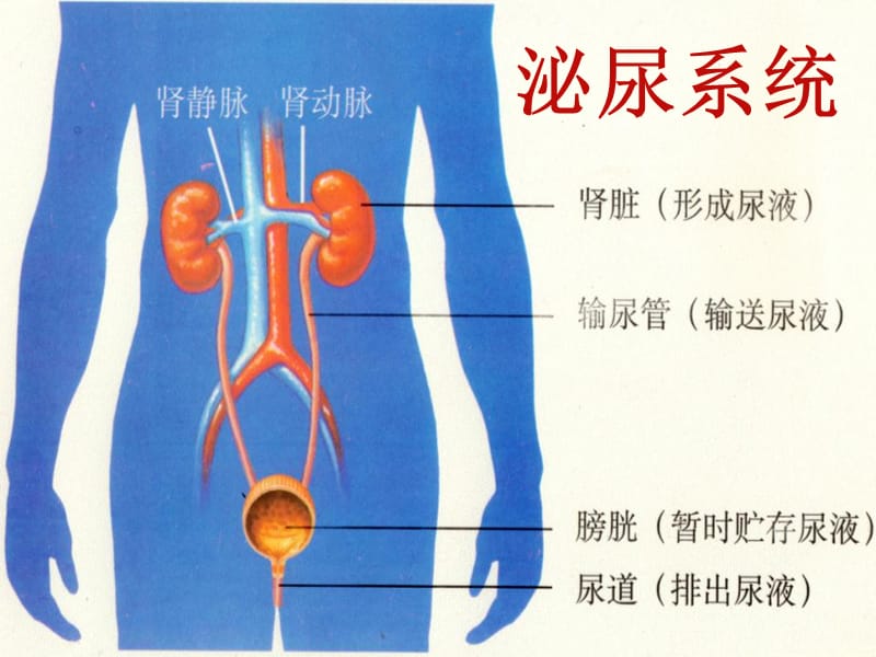 内蒙古鄂尔多斯市达拉特旗七年级生物下册 4.5人体内废物的排出课件 新人教版.ppt_第3页