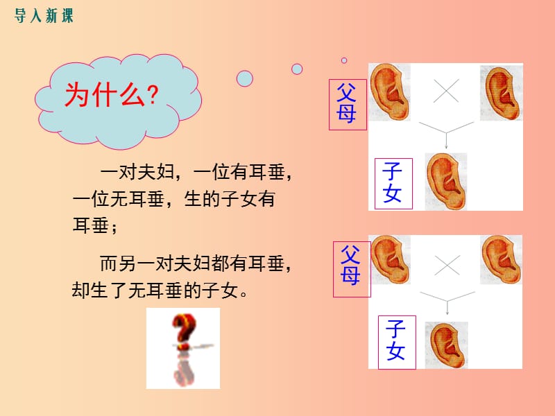 八年级生物上册 第20章 第3节 性状遗传有一定的规律性课件 （新版）北师大版.ppt_第3页