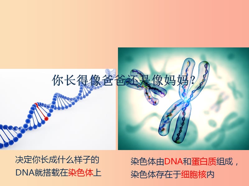 2019年七年级生物上册 2.2.1《细胞通过分裂产生新细胞》课件4 新人教版.ppt_第2页