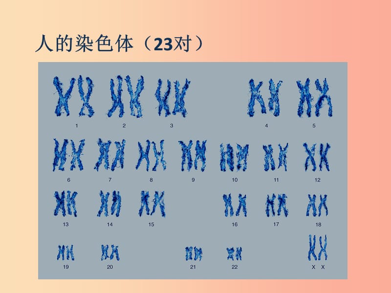 2019年七年级生物上册 2.2.1《细胞通过分裂产生新细胞》课件4 新人教版.ppt_第3页