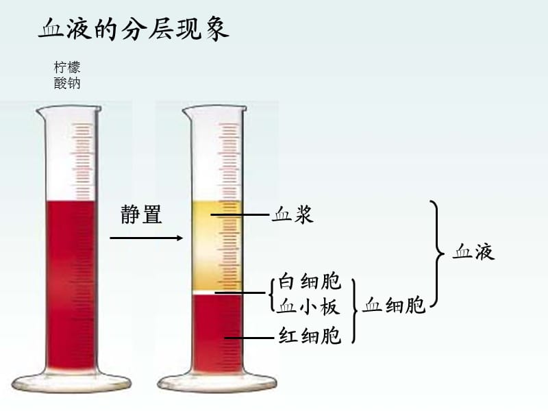 《人体内物质的运输》复习课件(1.2).ppt_第3页