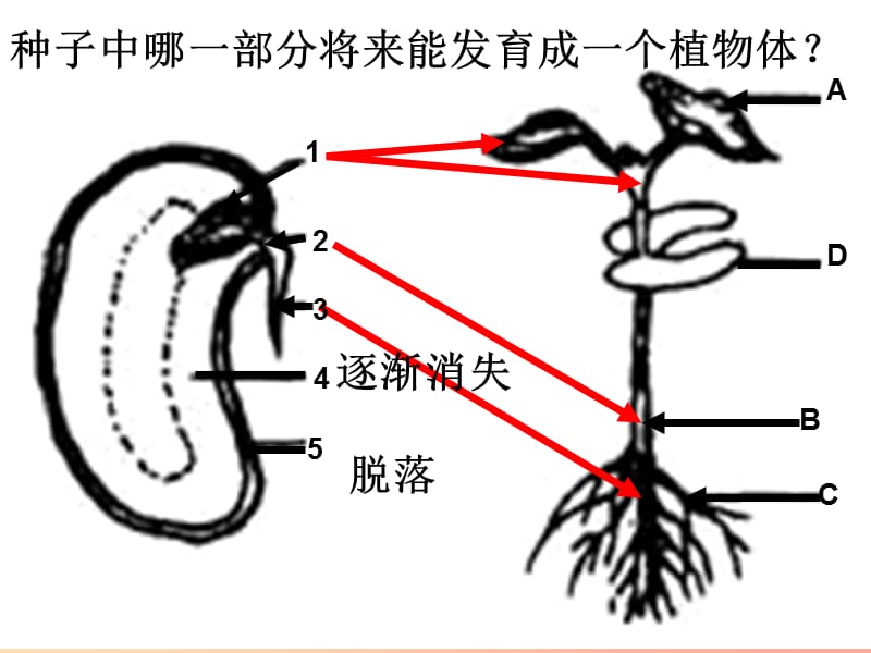 2019年七年级生物上册 3.2.2《植株的生长》课件3 新人教版.ppt_第2页