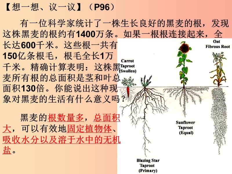 2019年七年级生物上册 3.2.2《植株的生长》课件3 新人教版.ppt_第3页