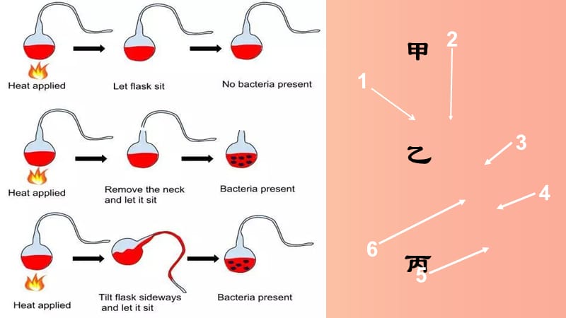 七年级生物下册 6.1.2《细菌》课件1 鲁科版五四制.ppt_第3页