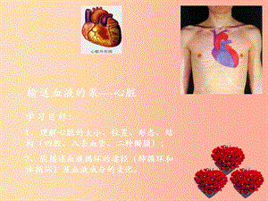 安徽省七年级生物下册 4.4.3 输送血液的泵 心脏课件4 新人教版.ppt