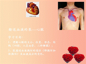 安徽省七年級生物下冊 4.4.3 輸送血液的泵 心臟課件4 新人教版.ppt