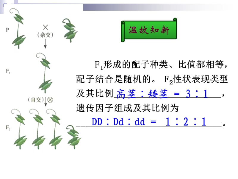 孟德尔的豌豆杂交实验以及遗传定律中计算和解题策略.ppt_第2页