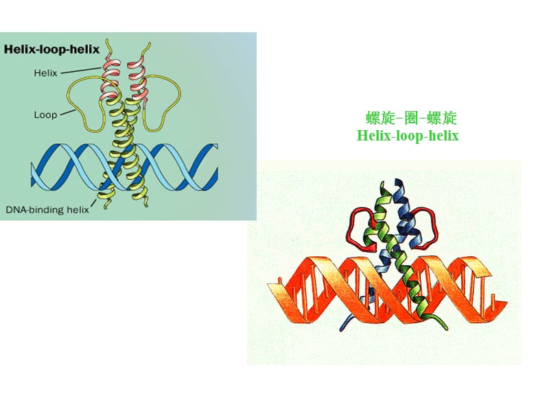 动物生物化学16基因表达的调节.ppt_第1页