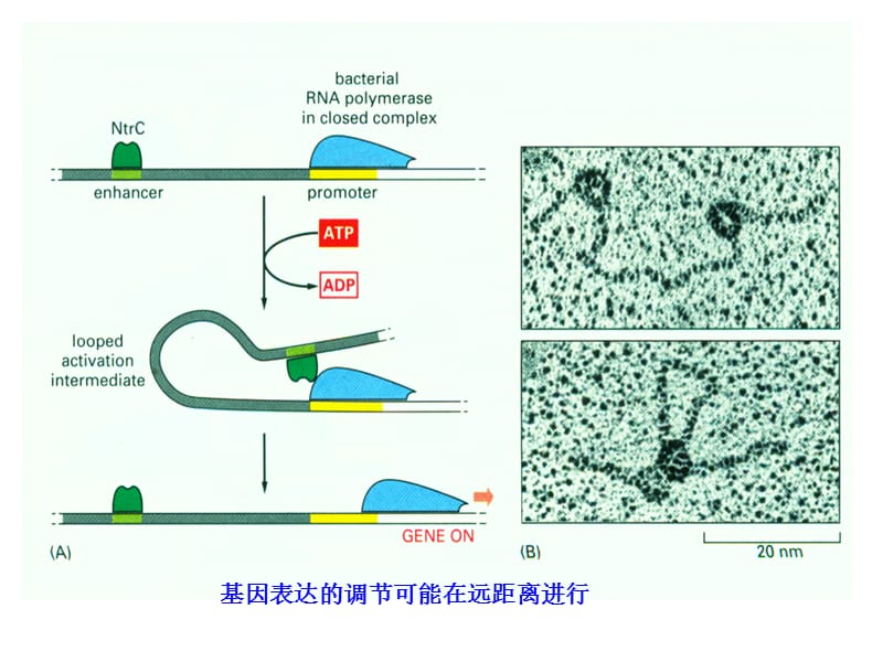 动物生物化学16基因表达的调节.ppt_第2页