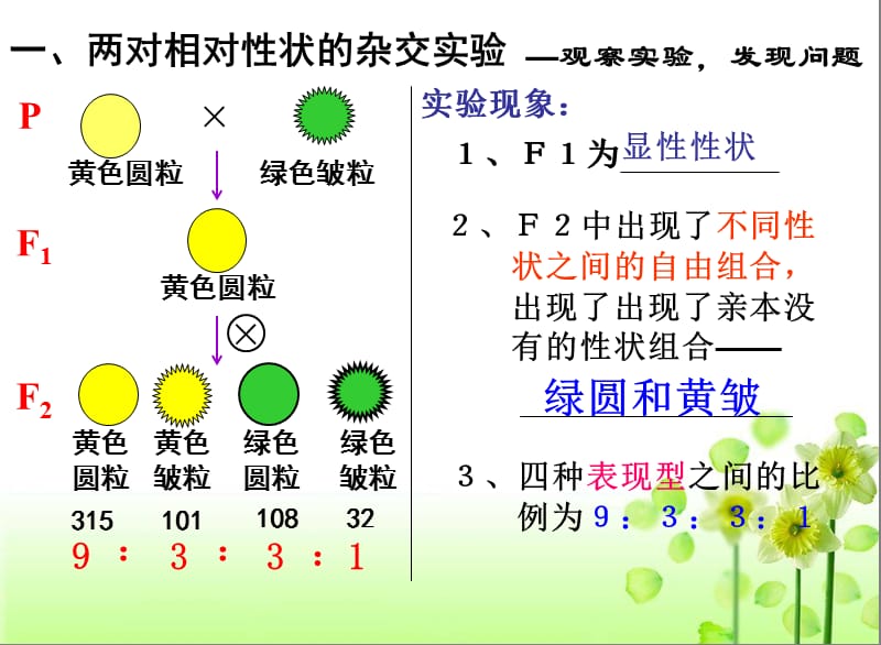 《孟德尔的豌豆杂交实验》.ppt_第2页