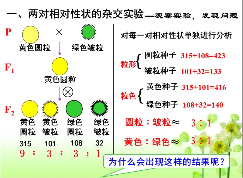 《孟德尔的豌豆杂交实验》.ppt_第3页