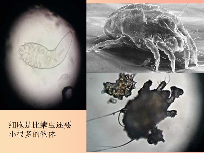 七年级生物上册 2.3.1《细胞的基本结构和功能》课件2 （新版）北师大版.ppt_第3页