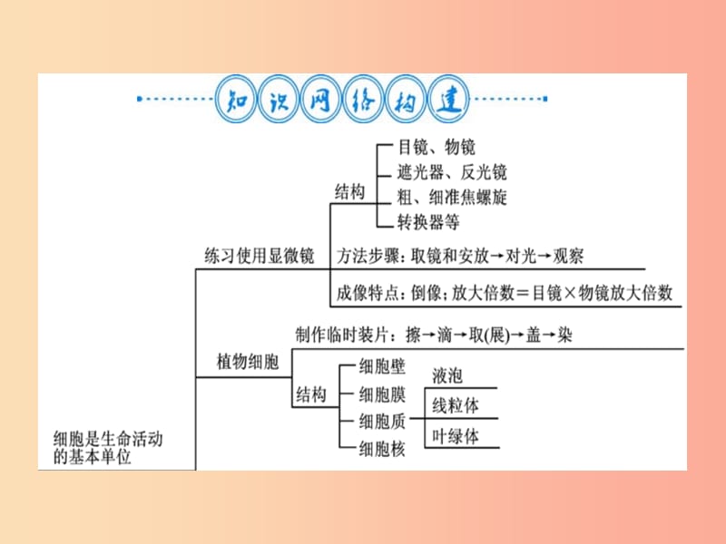 2019年七年级生物上册第2单元生物体的结构层次整理与复习习题课件 新人教版.ppt_第2页