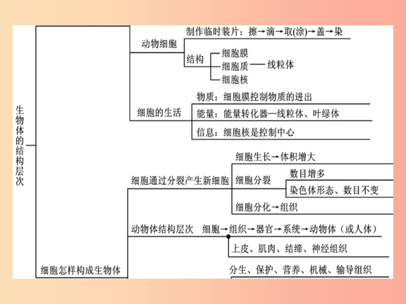 2019年七年级生物上册第2单元生物体的结构层次整理与复习习题课件 新人教版.ppt_第3页