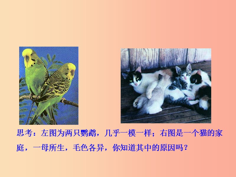 八年级生物下册第七单元生物圈中生命的延续和发展第二章生物的遗传和变异第一节基因控制生物的性状教学.ppt_第2页