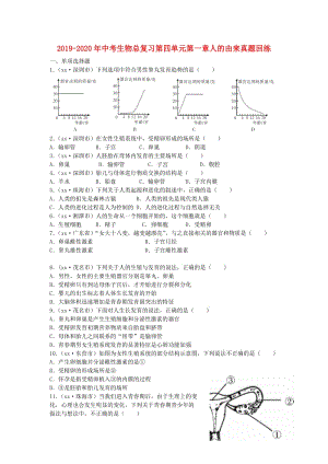 2019-2020年中考生物總復(fù)習(xí)第四單元第一章人的由來(lái)真題回練.doc