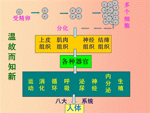 吉林省七年級(jí)生物上冊(cè) 2.2.3植物體的結(jié)構(gòu)層次課件 新人教版.ppt