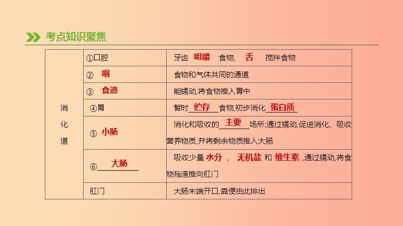 江苏省徐州市2019年中考生物复习 第三单元 生物从环境中获取物质和能量 第07课时 人体对食物的消化和吸收.ppt_第3页