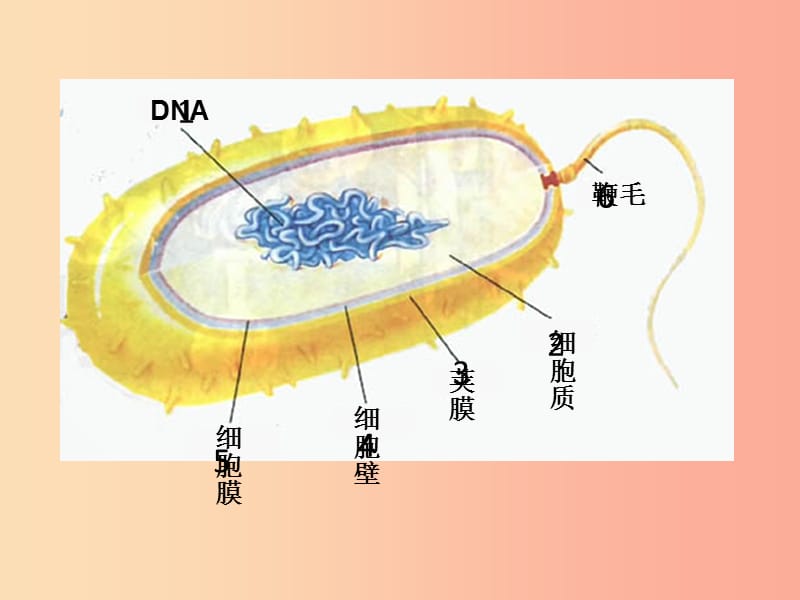 内蒙古八年级生物上册 5.4.3真菌课件 新人教版.ppt_第2页