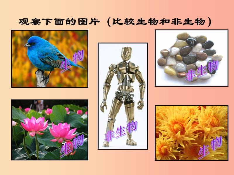 七年级生物上册 第一单元 第一章 第一节 生物的特征课件 新人教版.ppt_第2页