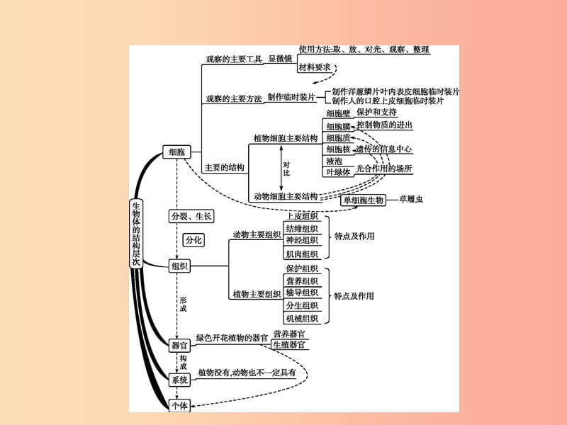 中考生物 专题2 生物体的结构层次课件.ppt_第2页