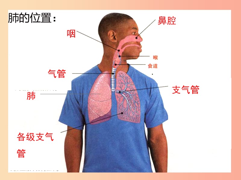 七年级生物下册4.3.2发生在肺内的气体交换复习课件 新人教版.ppt_第2页