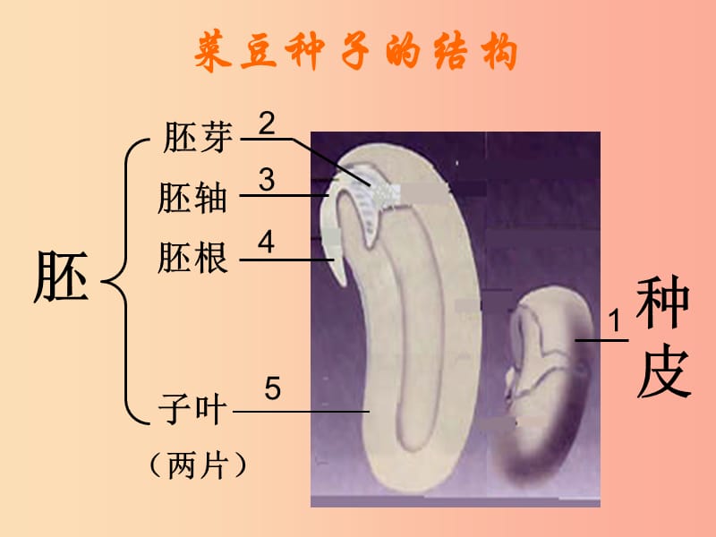 吉林省长春市七年级生物上册第三单元第一章第二节种子植物课件1 新人教版.ppt_第3页