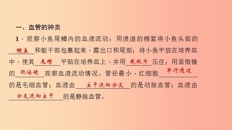 七年级生物下册 第四单元 第四章 第二节 血流的管道 血管习题课件 新人教版.ppt_第3页