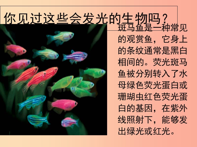 广东省揭阳市八年级生物下册 25.2 现代生物技术课件（新版）北师大版.ppt_第2页