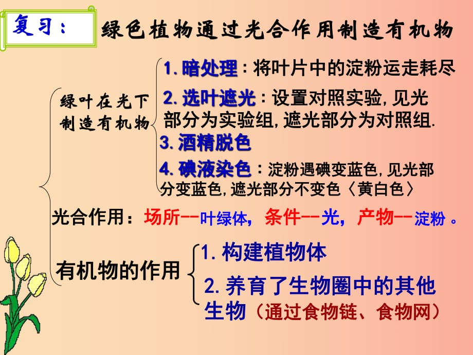 2019年七年级生物上册 3.5.1《光合作用吸收二氧化碳释放氧气》课件2 新人教版.ppt_第1页