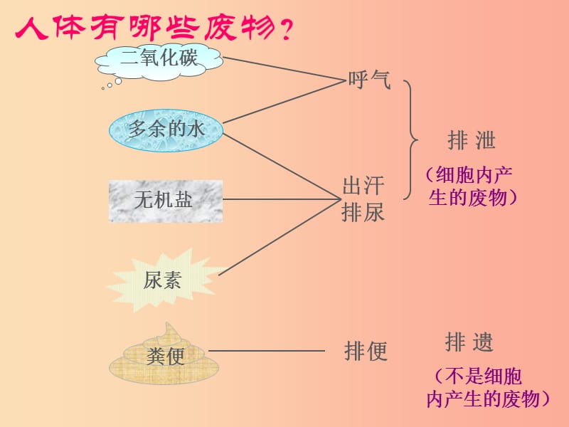 吉林省双辽市七年级生物下册 第四单元 第五章 人体内废物的排出课件 新人教版.ppt_第2页