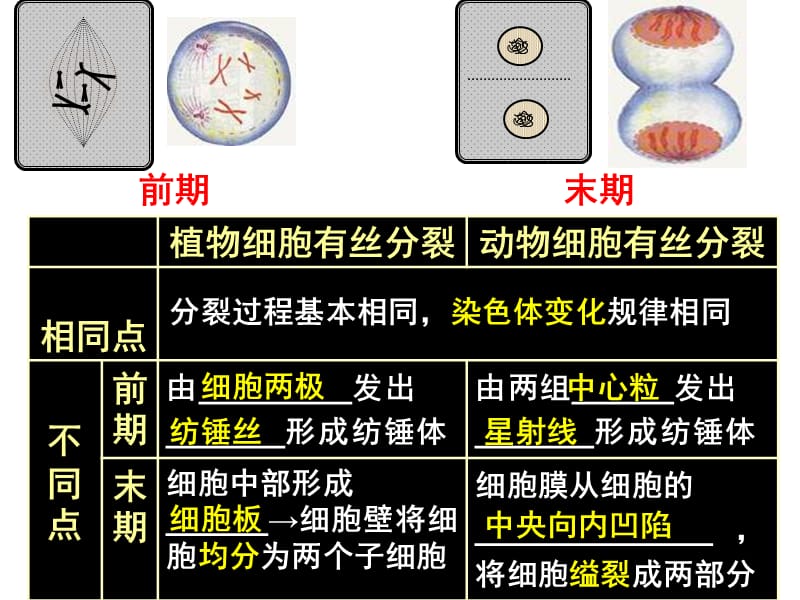 动植物有丝分裂的区别(第二课时).ppt_第3页