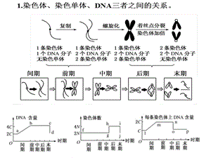 動植物有絲分裂的區(qū)別(第二課時).ppt