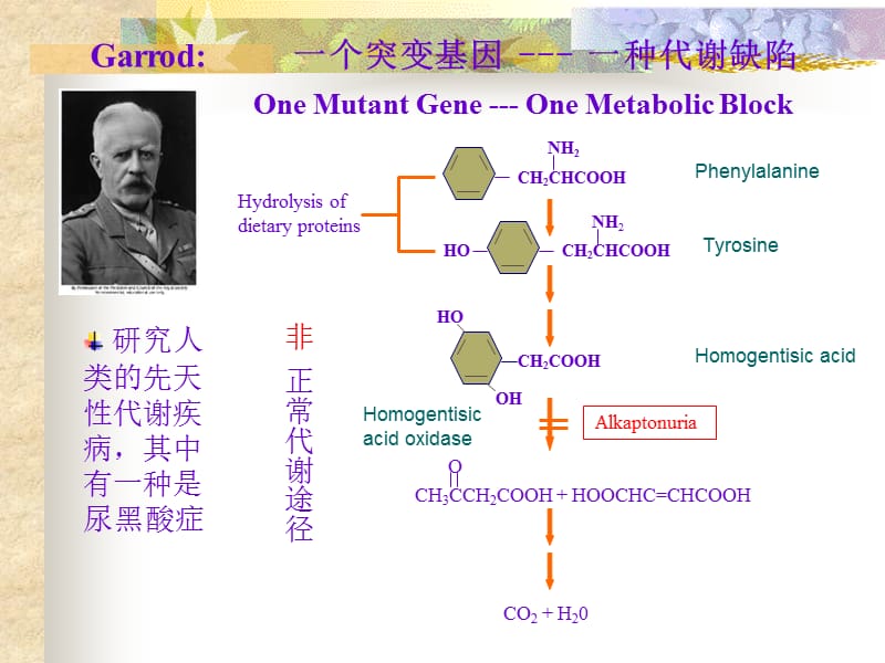 分子遗传学基因的结构和功能.ppt_第2页