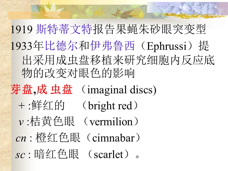 分子遗传学基因的结构和功能.ppt_第3页