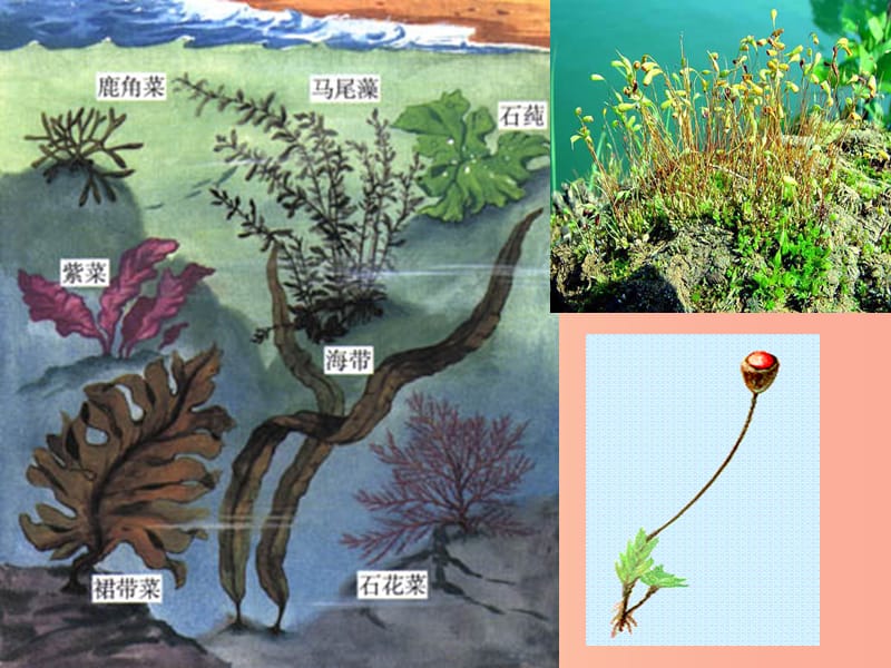 安徽省七年级生物上册 3.1.1《藻类、苔藓和蕨类植物》课件3 新人教版.ppt_第2页