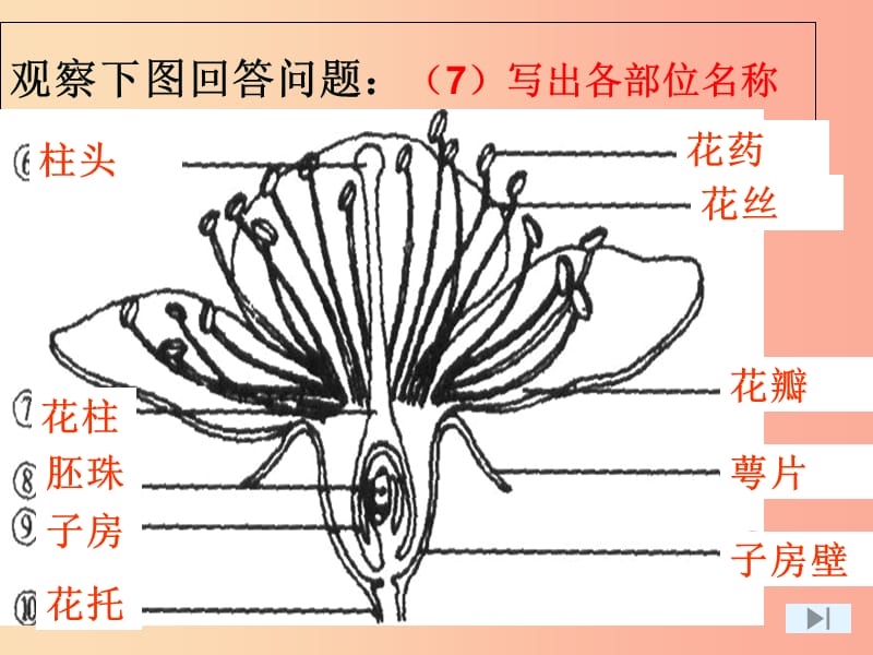 江苏省七年级生物下册 11.2地面上的动物课件（新版）苏科版.ppt_第2页